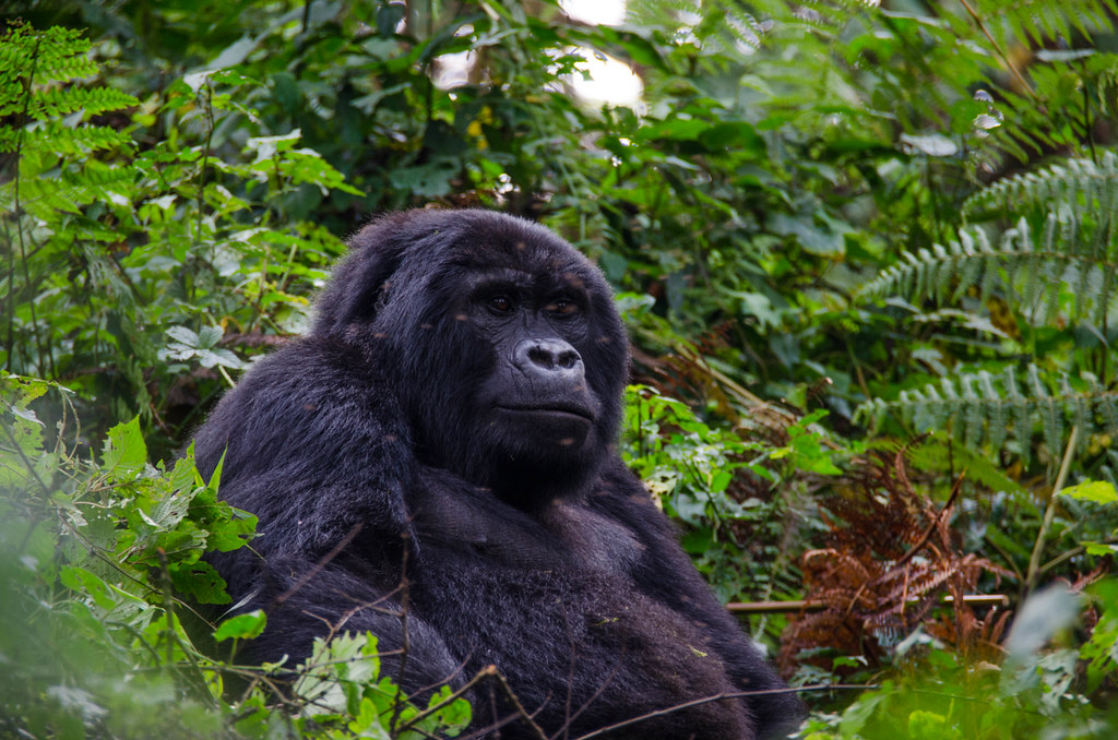 1 Day Gorilla Trekking from Kisoro