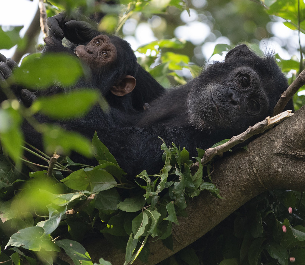 Africa safari tours