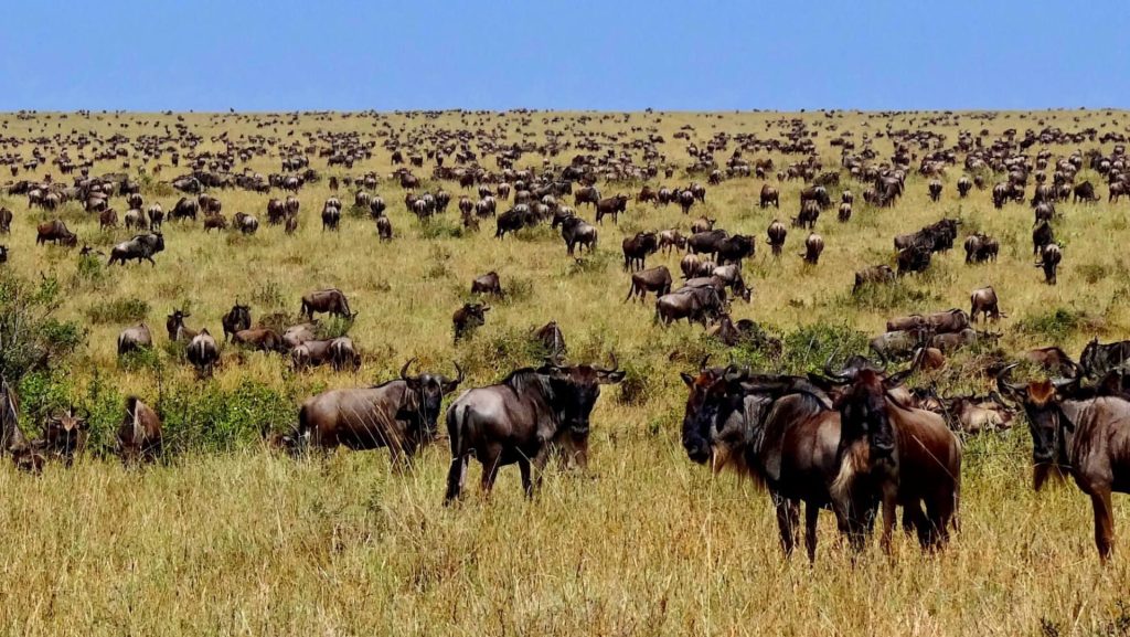 Wildebeest Migration safari in Kenya and Tanzania