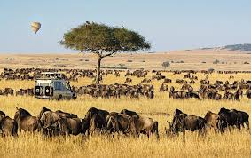 Great wildebeest Migration Safari in Serengeti and Masaai Mara