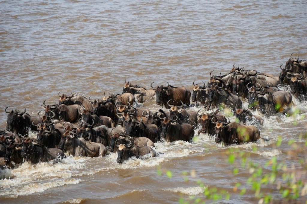 mara-river-wildebeest crossings