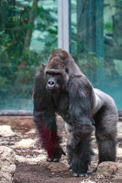A-silverback-gorilla-at-Volcanoes-National-Park-Rwanda