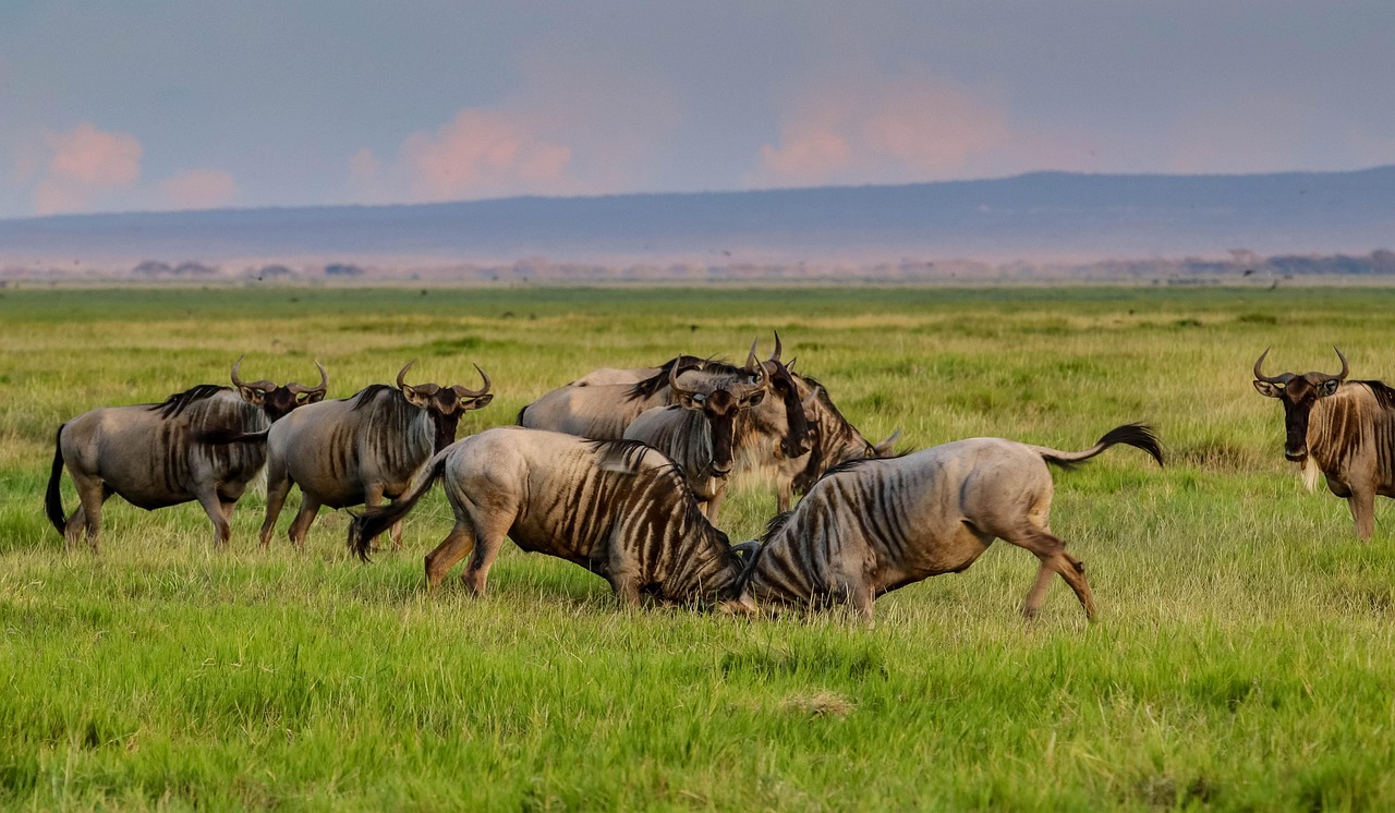 See wildebeests in Kenya