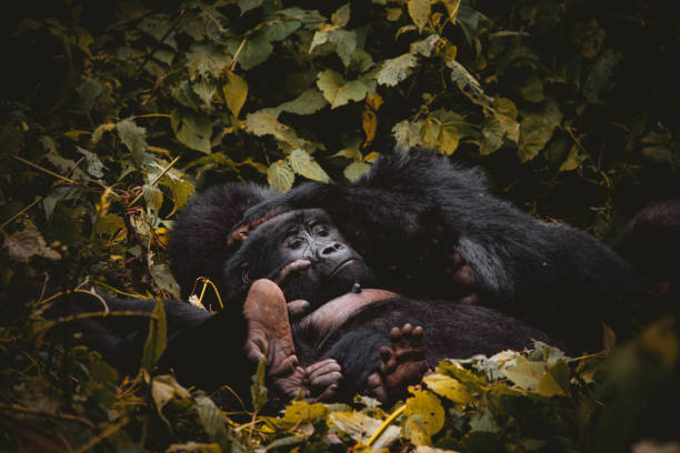 Silverback gorillas enjoying a nap in their habitat
