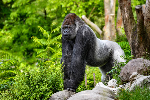 Close-up of a gorilla (western lowland gorilla )