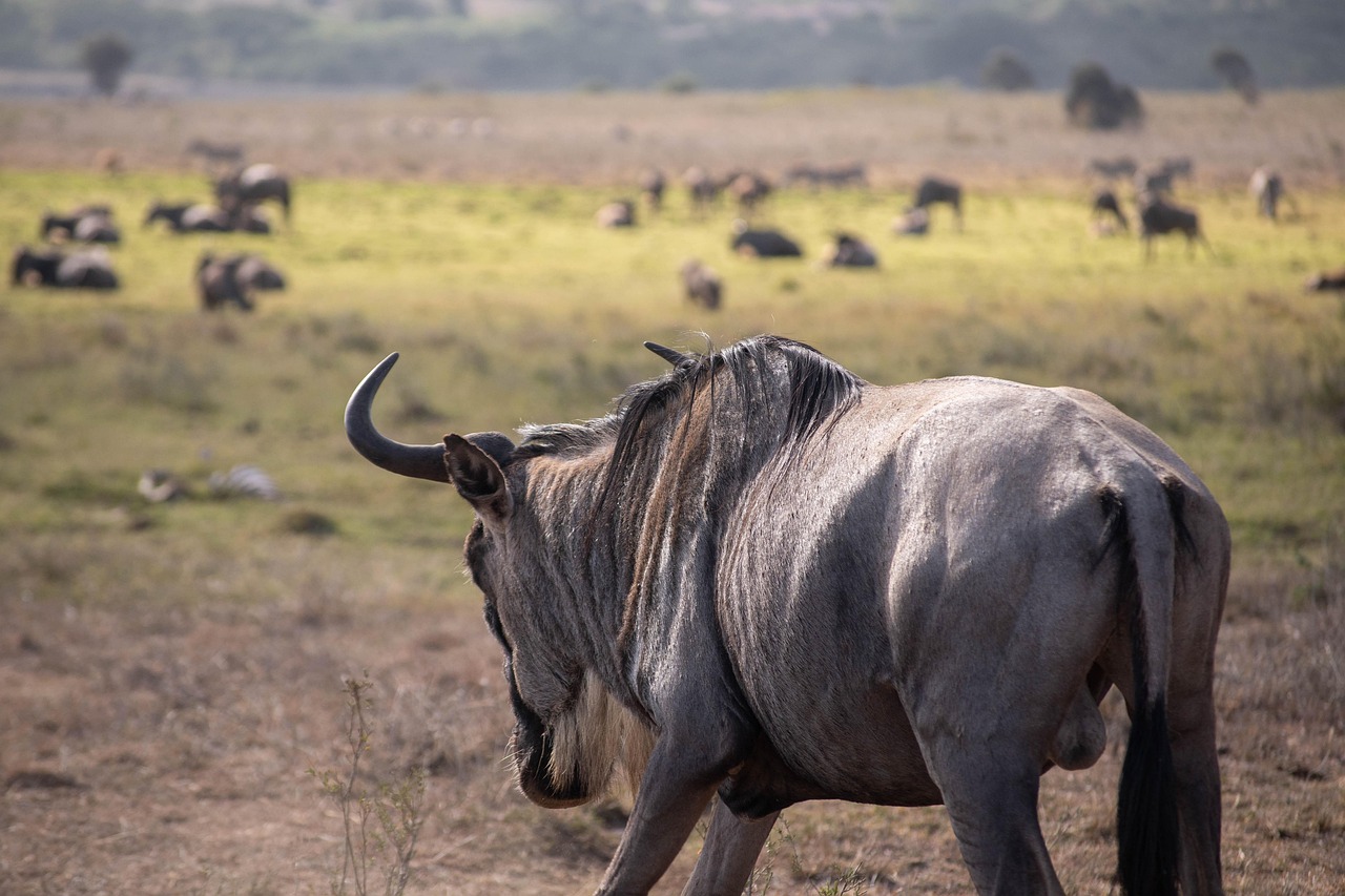 wildebeests in Africa