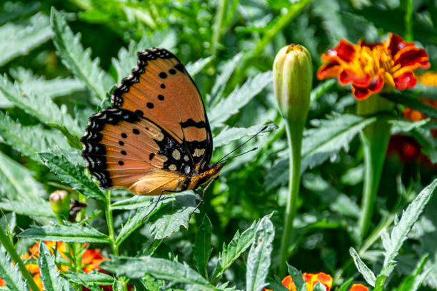 A butterfly in the wilderness