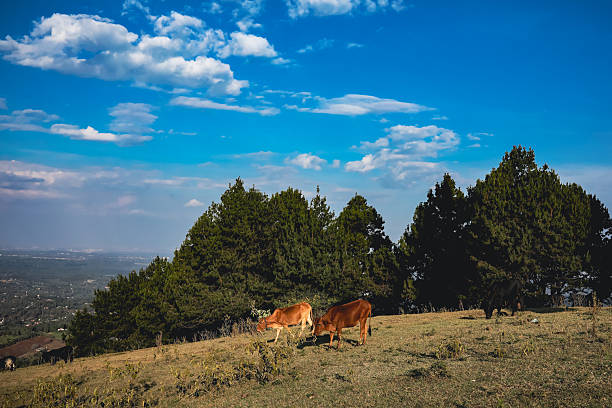 The Ngong Hills are peaks in a ridge along the Great Rift Valley, located southwest near Nairobi, in southern Kenya. The word "Ngong" is an Anglicization of a Maasai phrase "enkong'u emuny" meaning rhinoceros spring, and this name derives from a spring located near Ngong Town.