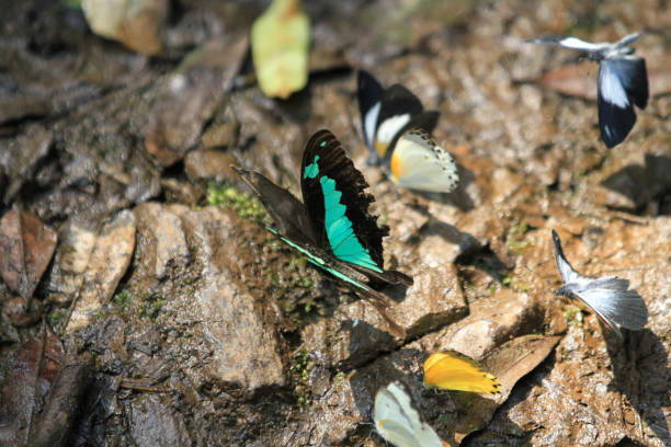 Colorful butterflies at Bwindi Impenetrable Forest, Uganda