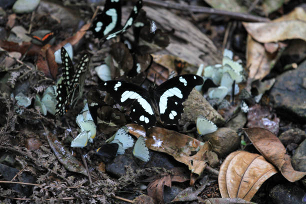 Colorful butterflies at Bwindi Impenetrable Forest, Uganda