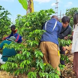 Coffee Tour in East Africa _ Uganda, Rwanda, Kenya & Tanzania Coffee Tour Experiences